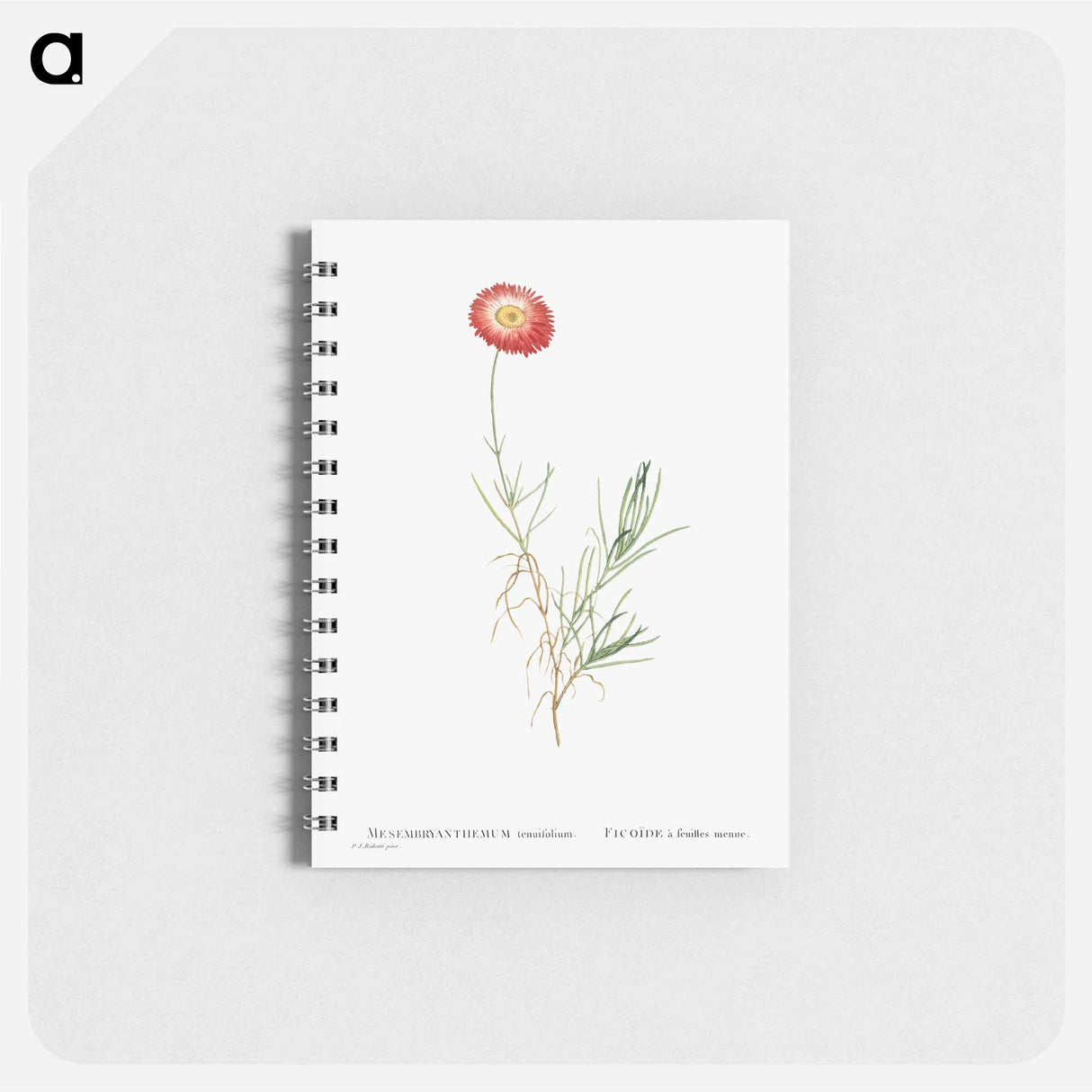 Mesembryanthemum Tenuifolium (Slender–Leaved Fig–Marigold) - ピエール ジョゼフ ルドゥーテ Memo.