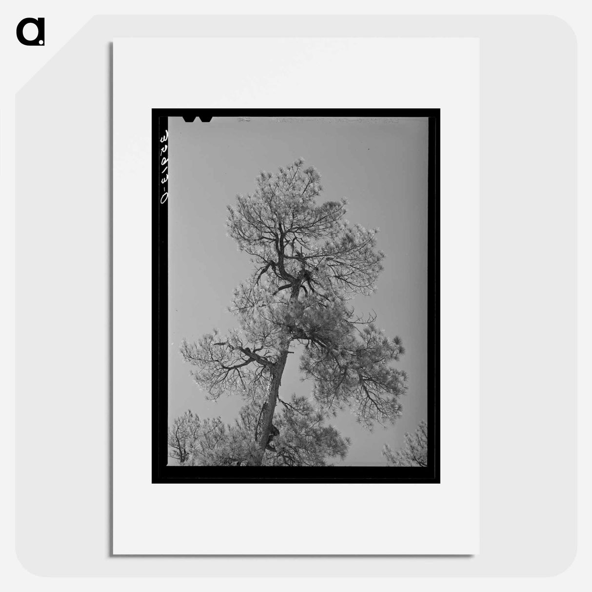 アートポスター-Apache Pine Top
- ラッセル リー Poster.