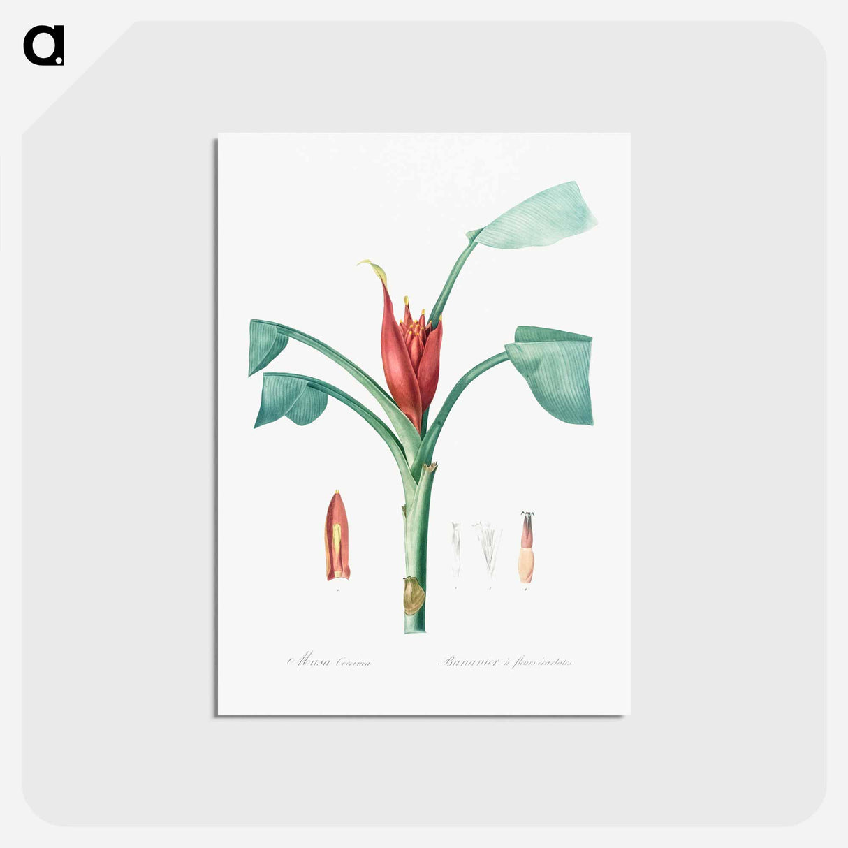 アートポストカード-Scarlet banana illustration - ピエール ジョゼフ ルドゥーテ Postcard.