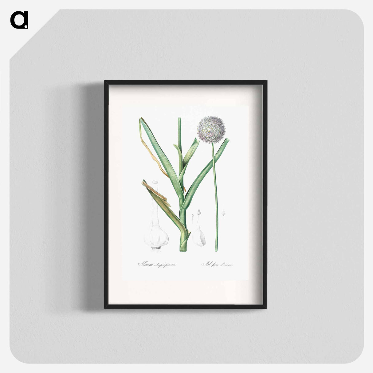 アートポスター-Broadleaf wild leek illustration - ピエール ジョゼフ ルドゥーテ Poster.