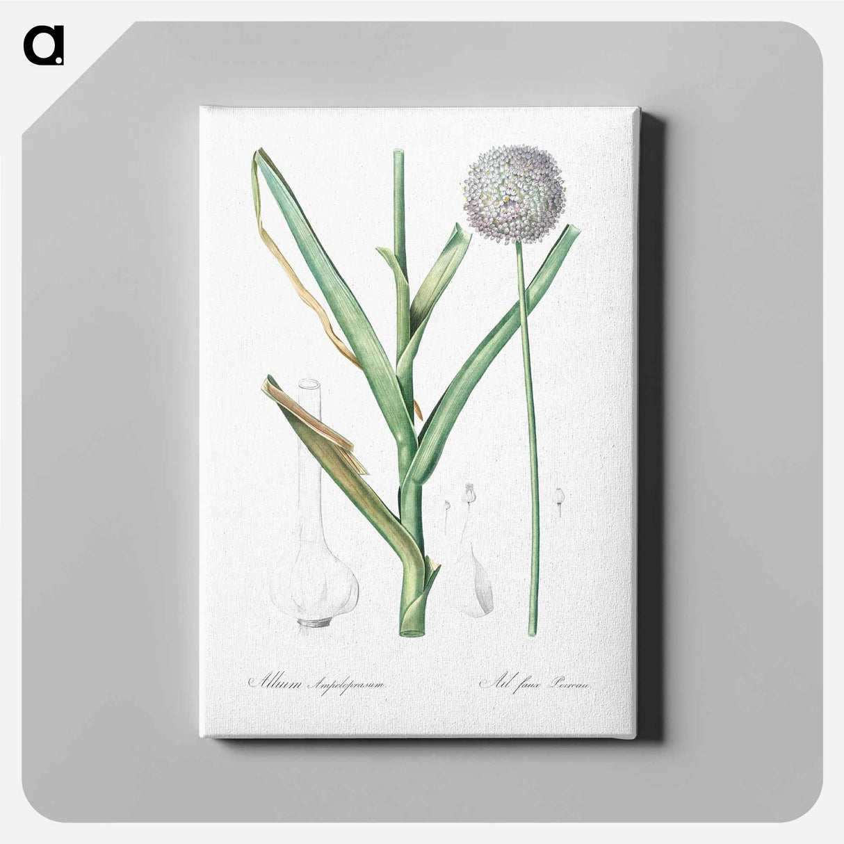 Broadleaf wild leek illustration - Pierre Joseph Redouté Canvas.