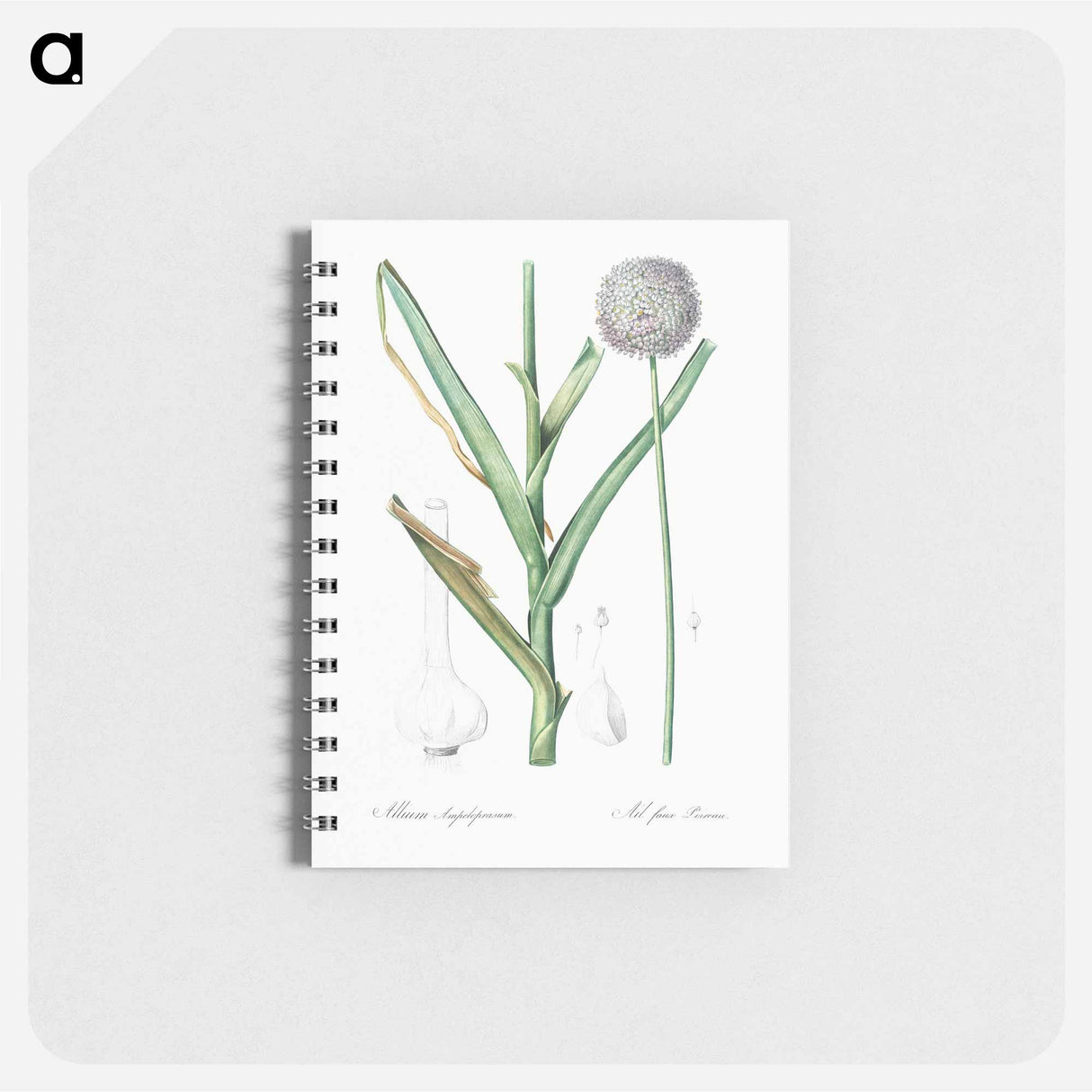 アートメモ帳-Broadleaf wild leek illustration - ピエール ジョゼフ ルドゥーテ Memo.
