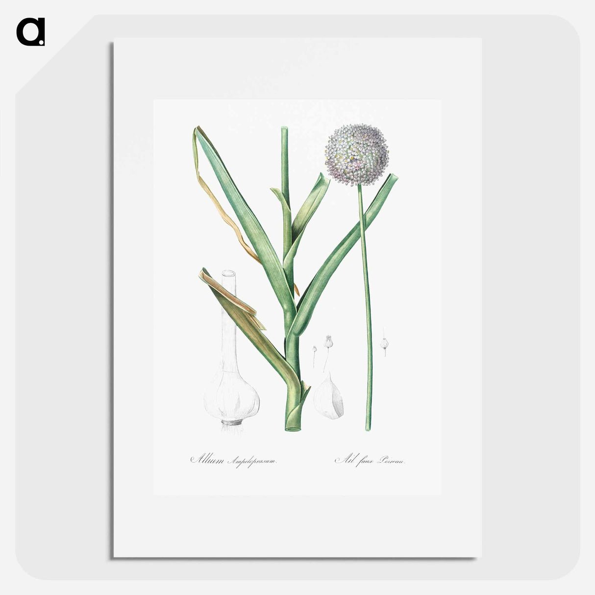 アートポスター-Broadleaf wild leek illustration - ピエール ジョゼフ ルドゥーテ Poster.
