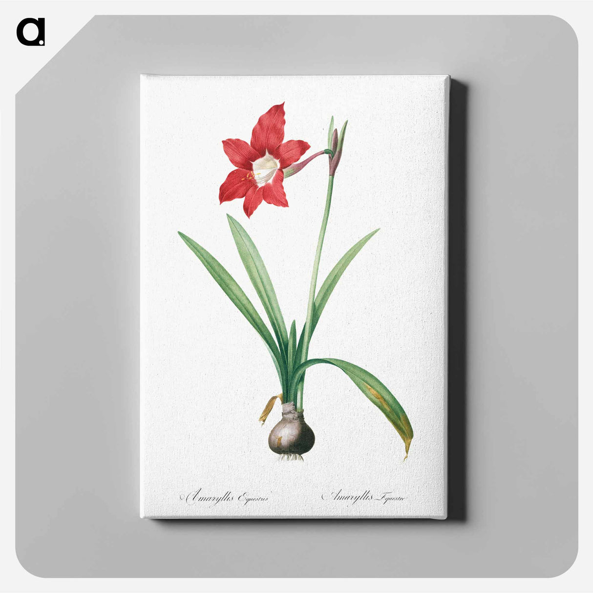 Hippeastrum - Pierre-Joseph Redouté Canvas.