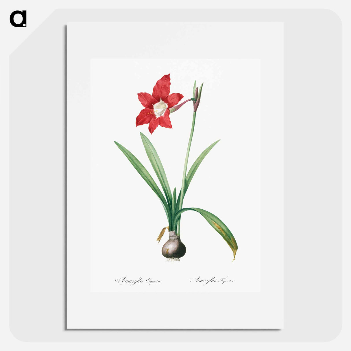 Hippeastrum - Pierre Joseph Redouté Poster.