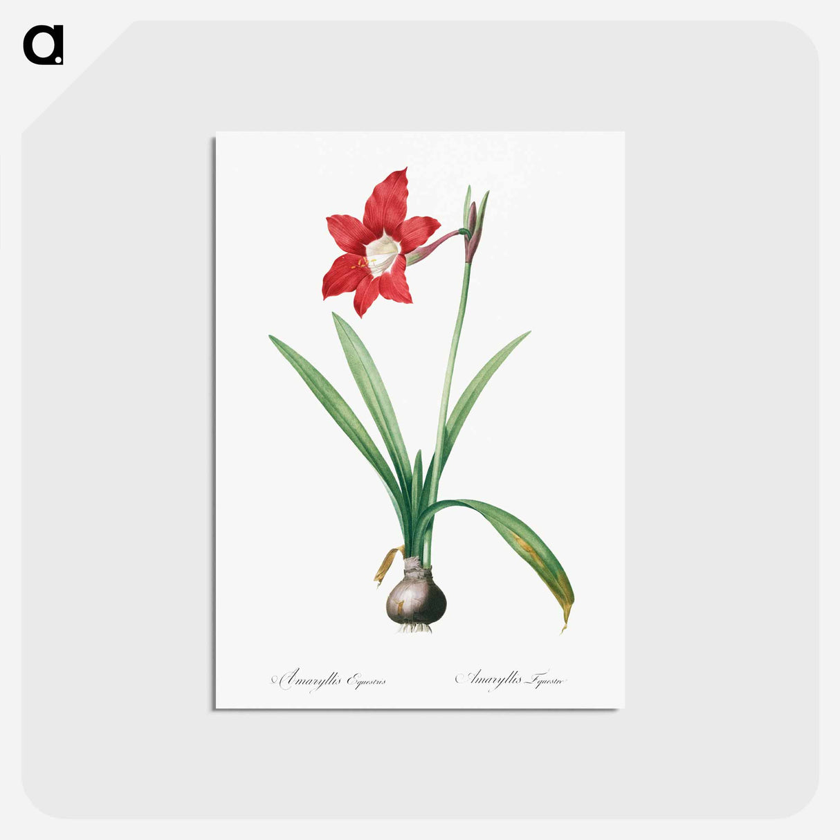アートポストカード-Hippeastrum - ピエール ジョゼフ ルドゥーテ Postcard.