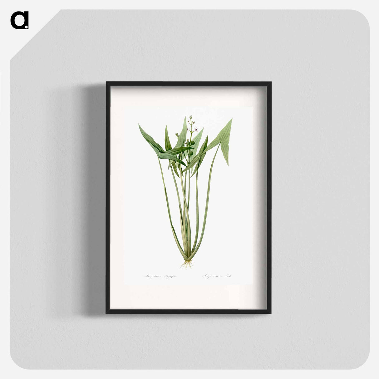 Arrowhead - Pierre Joseph Redouté Poster.