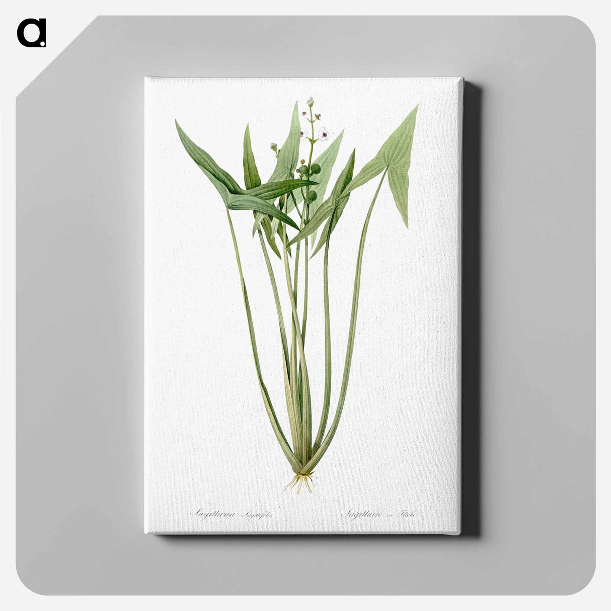 Arrowhead - Pierre-Joseph Redouté Canvas.