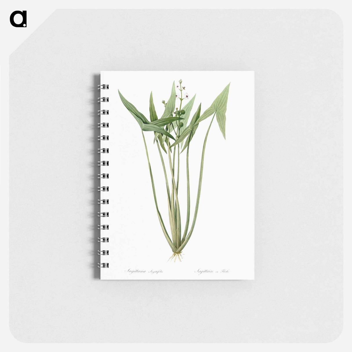 Arrowhead - ピエール ジョゼフ ルドゥーテ Memo.