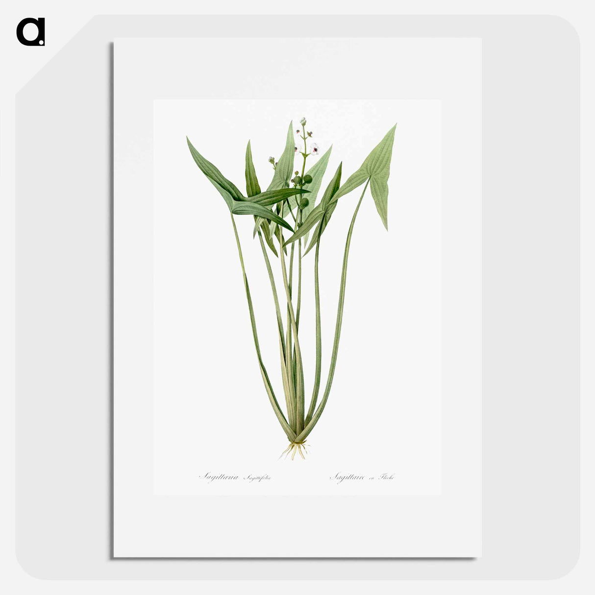 Arrowhead - Pierre Joseph Redouté Poster.