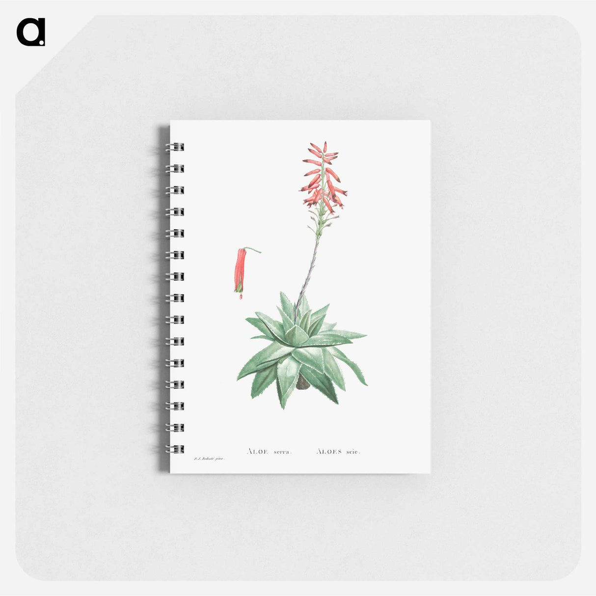 Aloe Serra - ピエール ジョゼフ ルドゥーテ Memo.