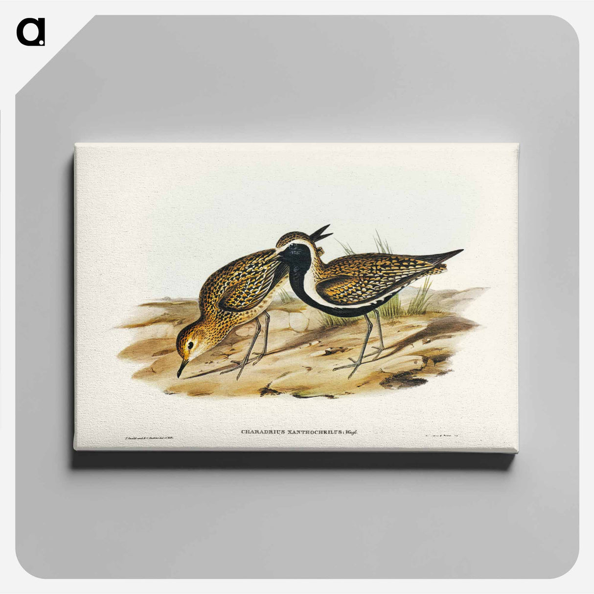 アートパネル-Australian Golden Plover
- ジョン グールド Canvas.