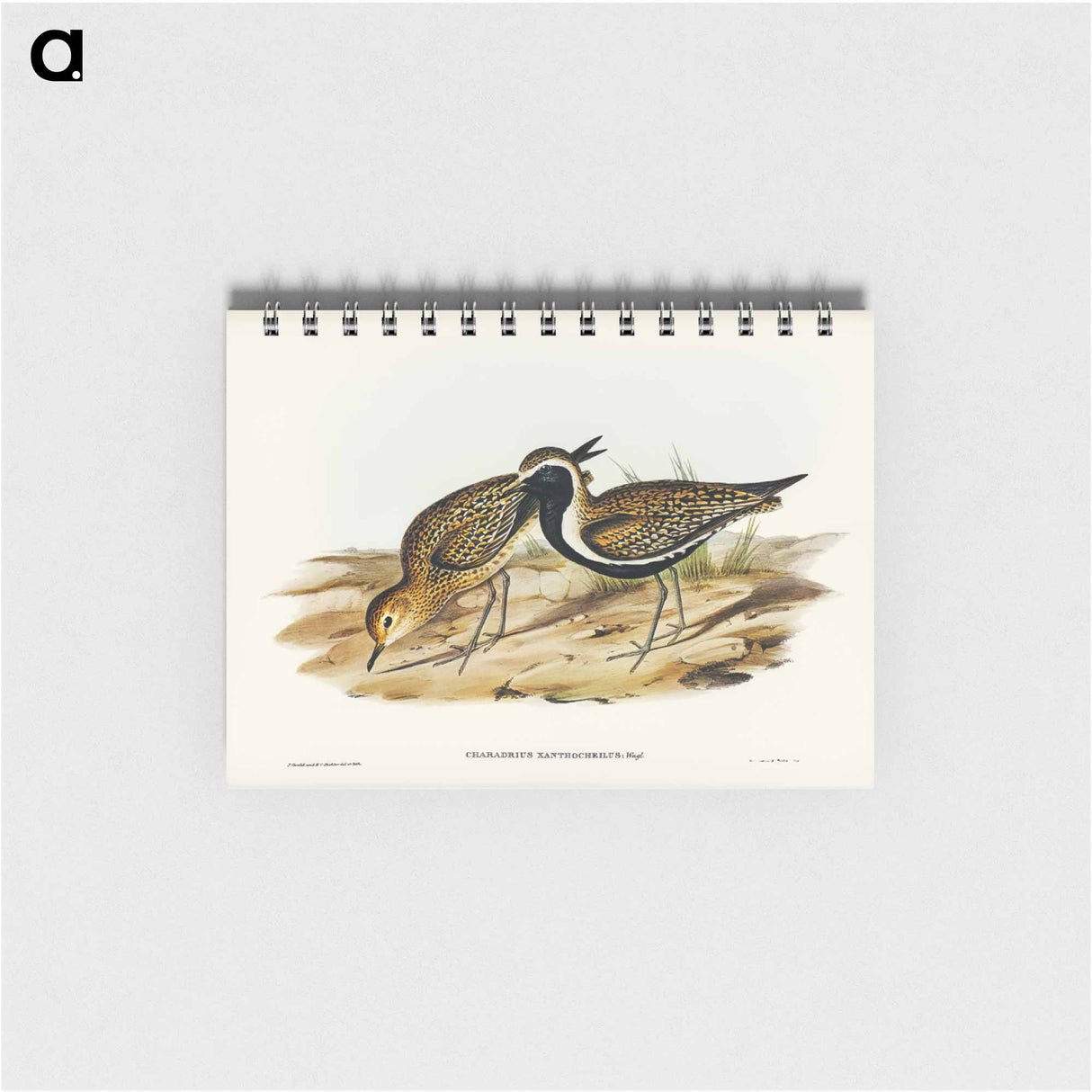 アートメモ帳-Australian Golden Plover
- ジョン グールド Memo.