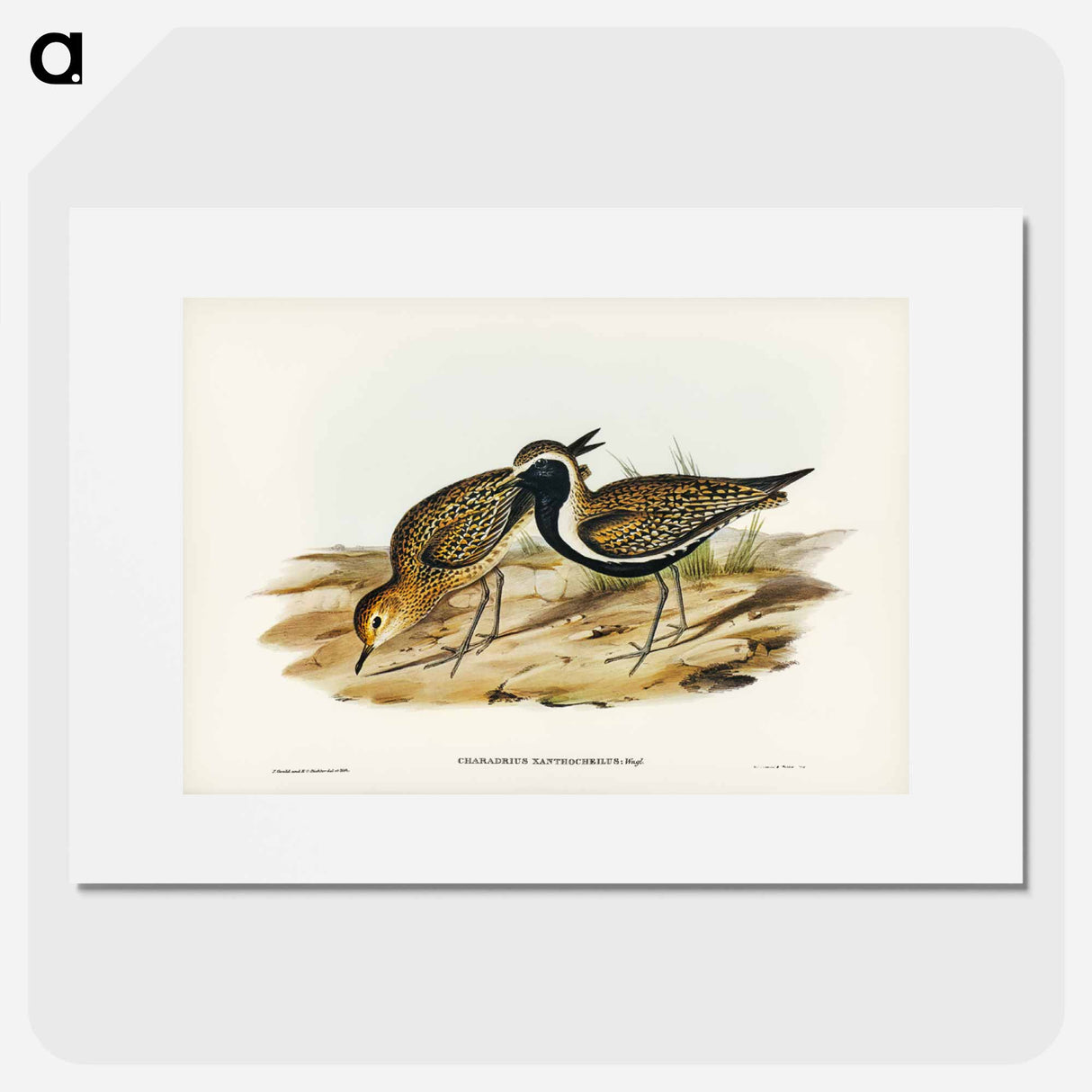 アートポスター-Australian Golden Plover
- ジョン グールド Poster.