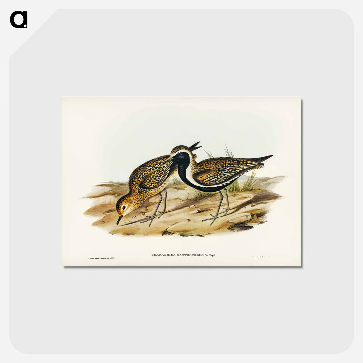 アートポストカード-Australian Golden Plover
- ジョン グールド Postcard.