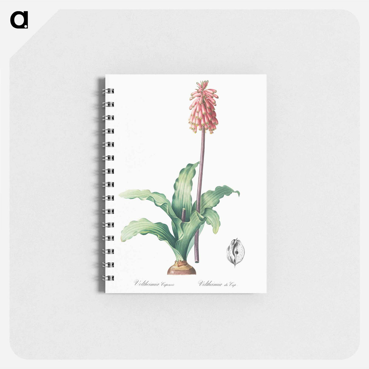 アートメモ帳-Veltheimia capensis - ピエール ジョゼフ ルドゥーテ Memo.