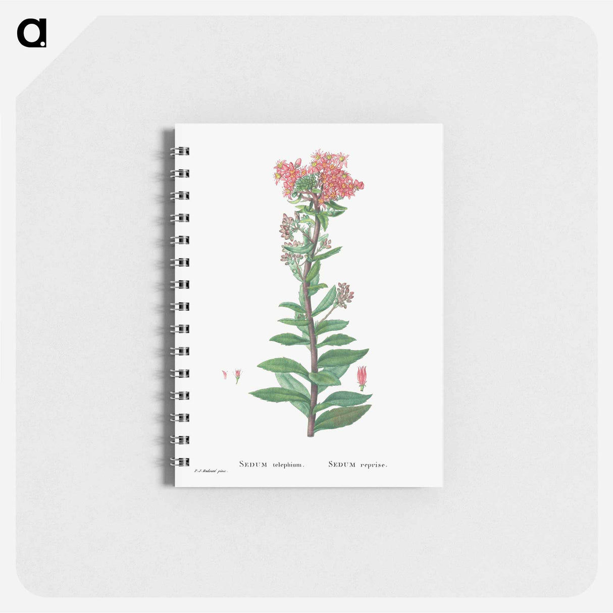 Sedum Telephium (Purple Emperor) - ピエール ジョゼフ ルドゥーテ Memo.