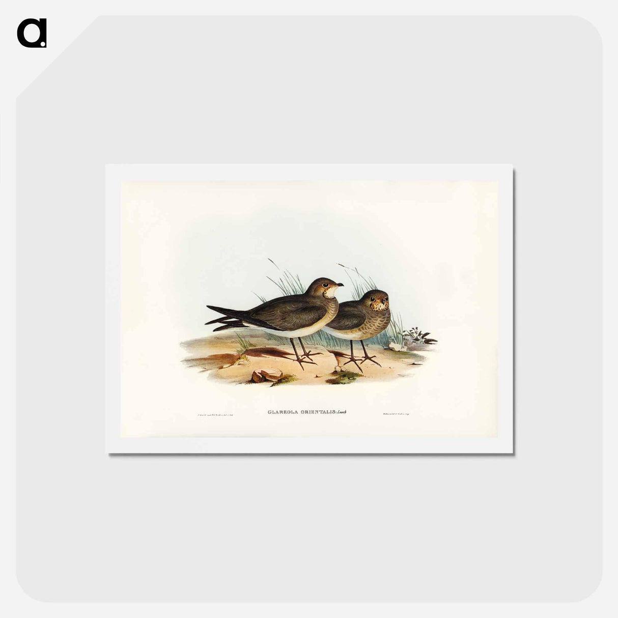 アートポストカード-Oriental Pratincole
- ジョン グールド Postcard.