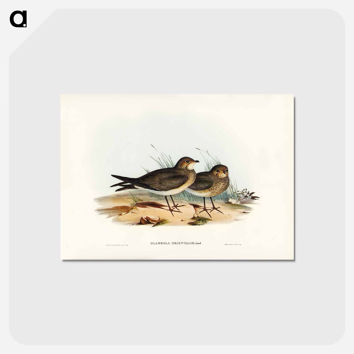 アートポストカード-Oriental Pratincole
- ジョン グールド Postcard.