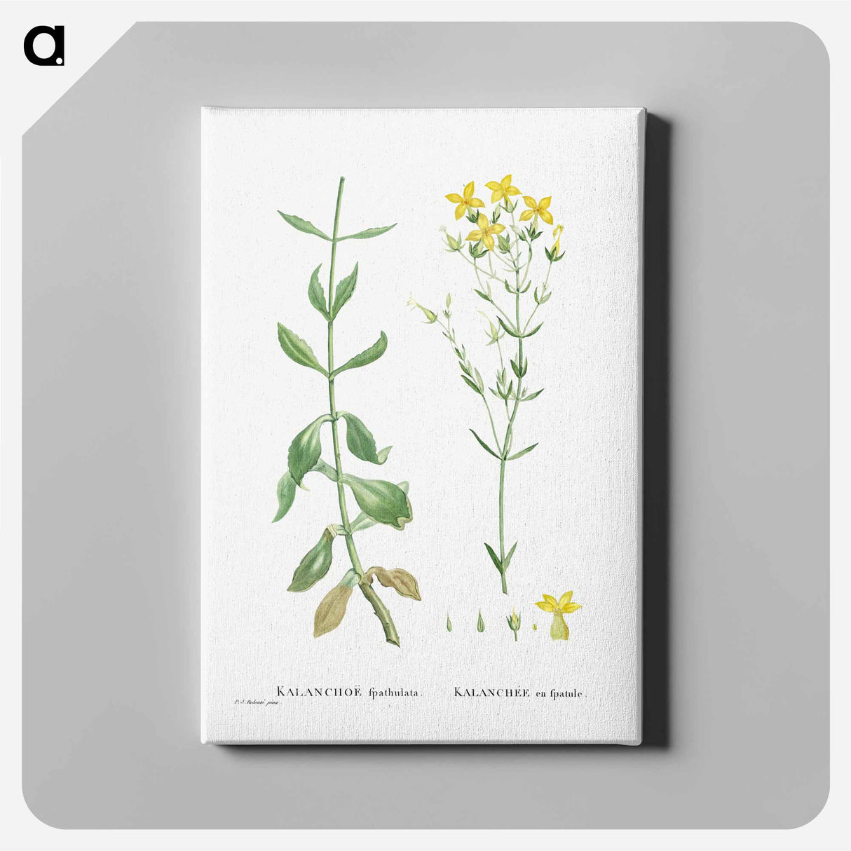 Kalanchoe Spathulata (Never Die) - Pierre-Joseph Redouté Canvas.