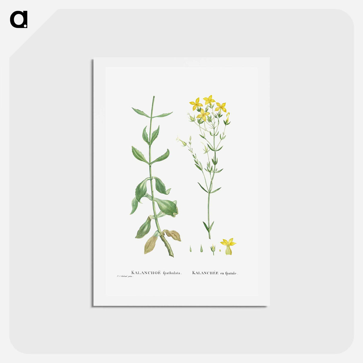 アートポストカード-Kalanchoe Spathulata (Never Die) - ピエール ジョゼフ ルドゥーテ Postcard.
