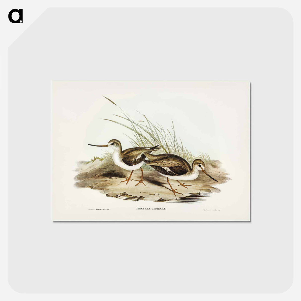 アートポストカード-Terek Godwit
- ジョン グールド Postcard.