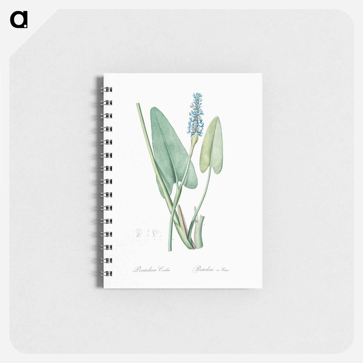 Pickerelweed illustration - ピエール ジョゼフ ルドゥーテ Memo.