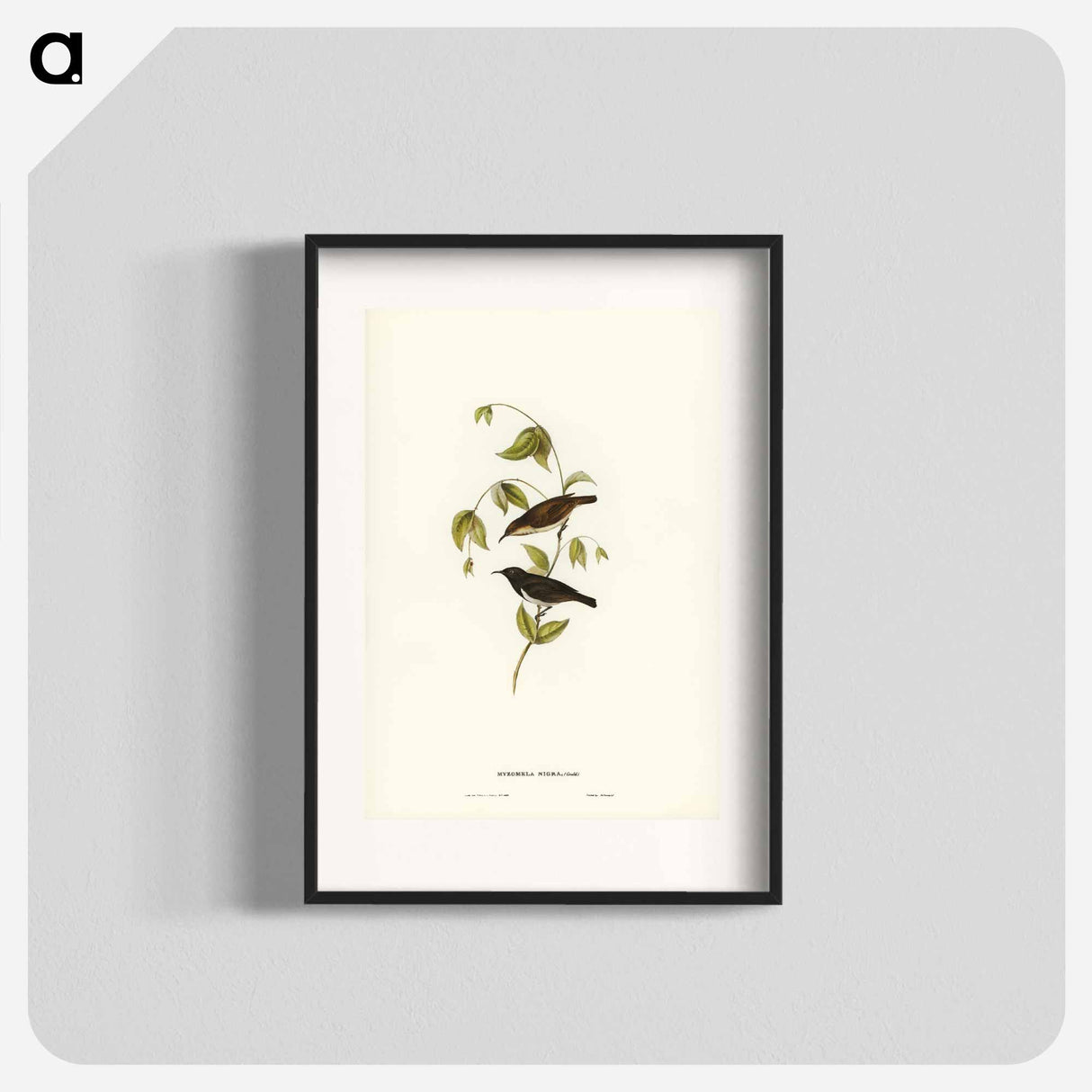 アートポスター-Black Honey-eater
- ジョン グールド Poster.
