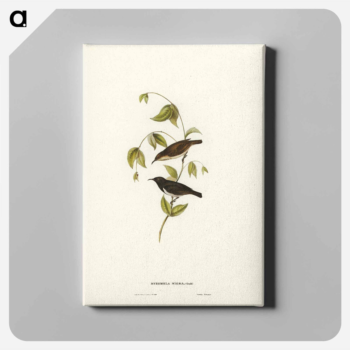 アートパネル-Black Honey-eater
- ジョン グールド Canvas.