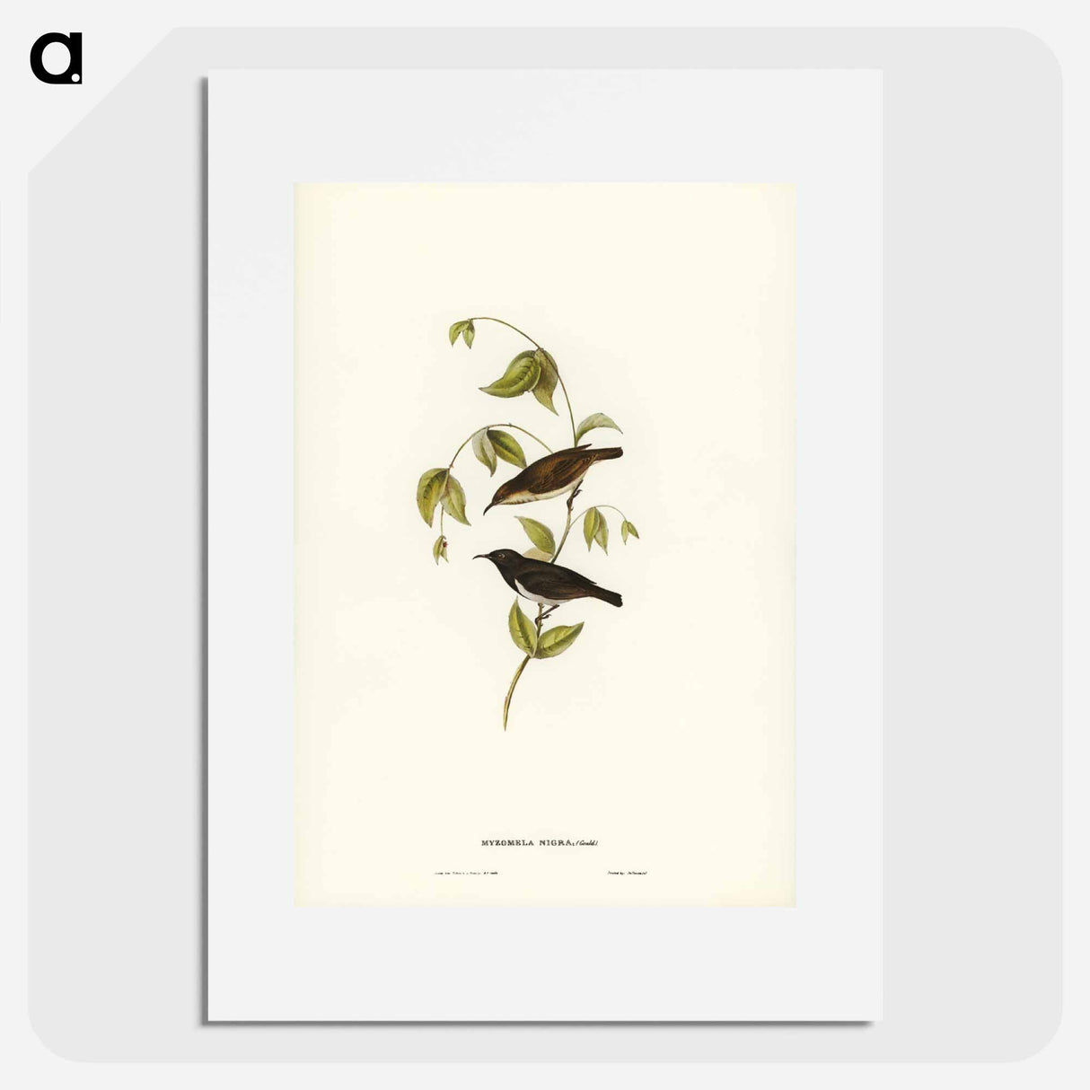 アートポスター-Black Honey-eater
- ジョン グールド Poster.