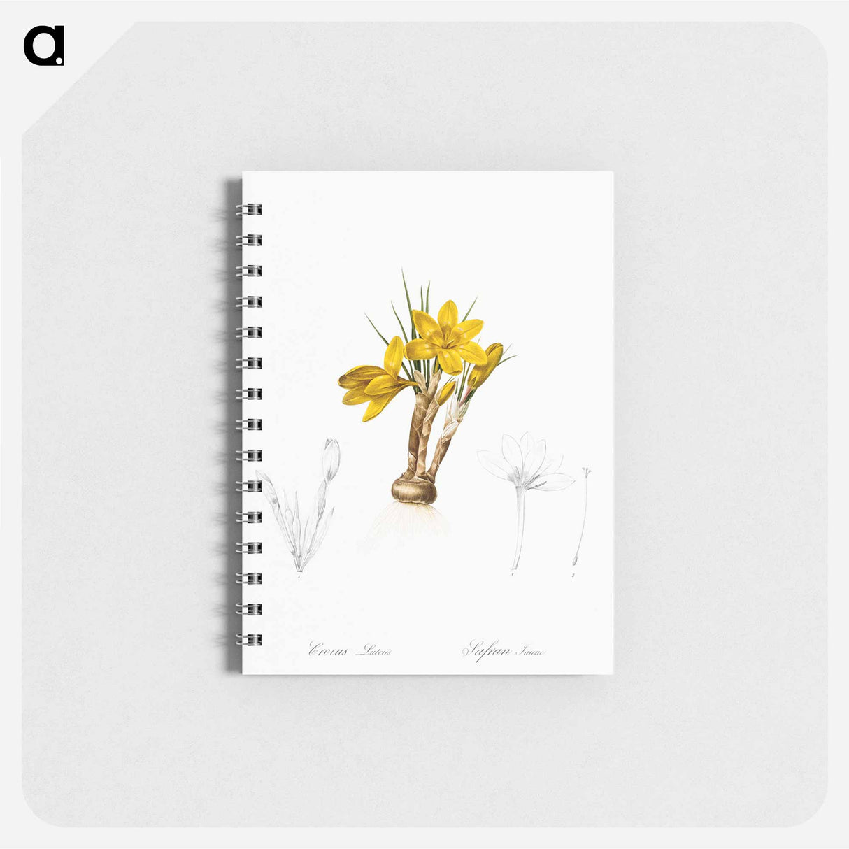 Crocus luteus illustration - ピエール ジョゼフ ルドゥーテ Memo.