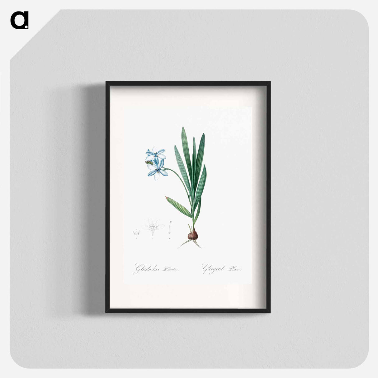 Gladiolus plicatus illustration - Pierre Joseph Redouté Poster.