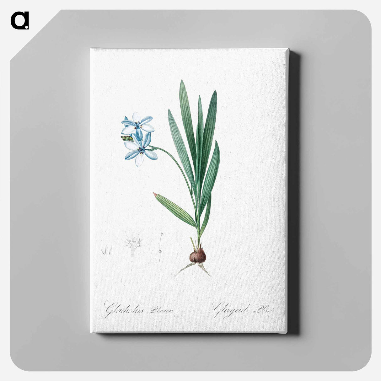 Gladiolus plicatus illustration - Pierre Joseph Redouté Canvas.