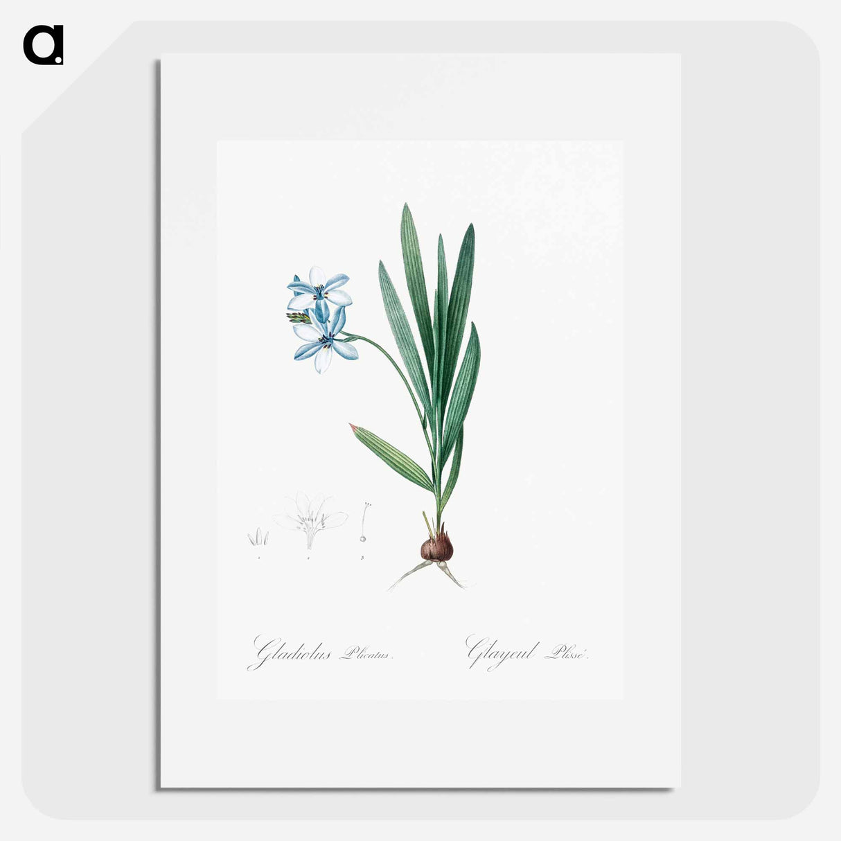 Gladiolus plicatus illustration - Pierre Joseph Redouté Poster.