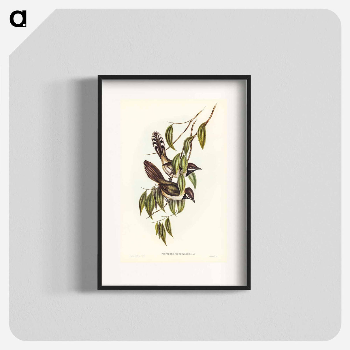 アートポスター-Black-throated Psophodes
- ジョン グールド Poster.