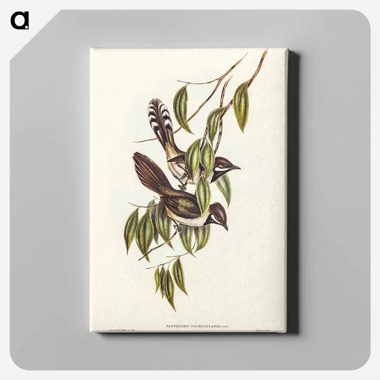 アートパネル-Black-throated Psophodes
- ジョン グールド Canvas.