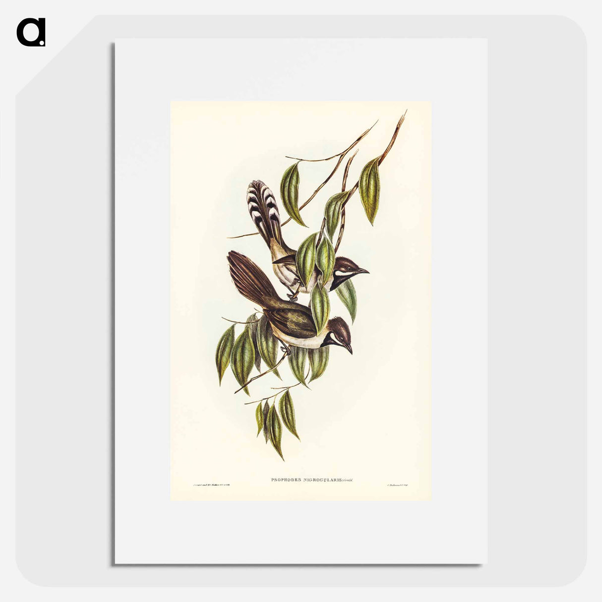 アートポスター-Black-throated Psophodes
- ジョン グールド Poster.