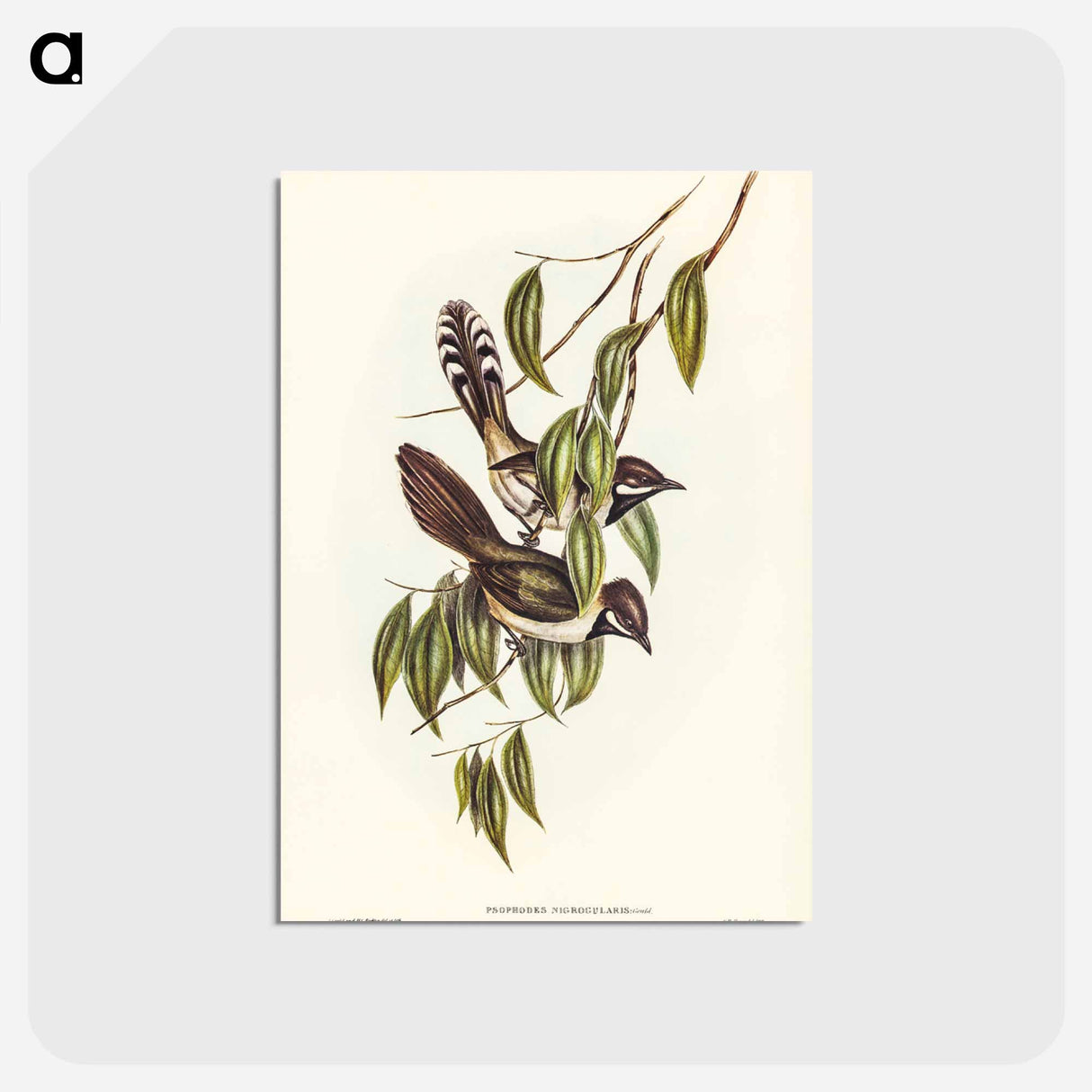 アートポストカード-Black-throated Psophodes
- ジョン グールド Postcard.