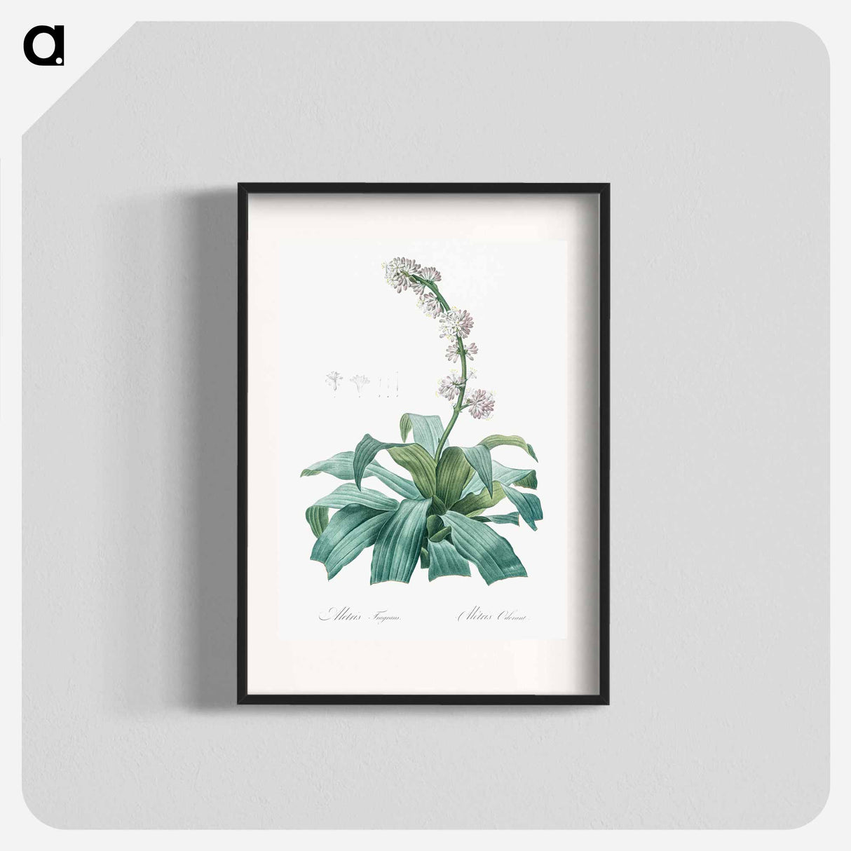 Aletris fragrans illustration - ピエール ジョゼフ ルドゥーテ Poster.