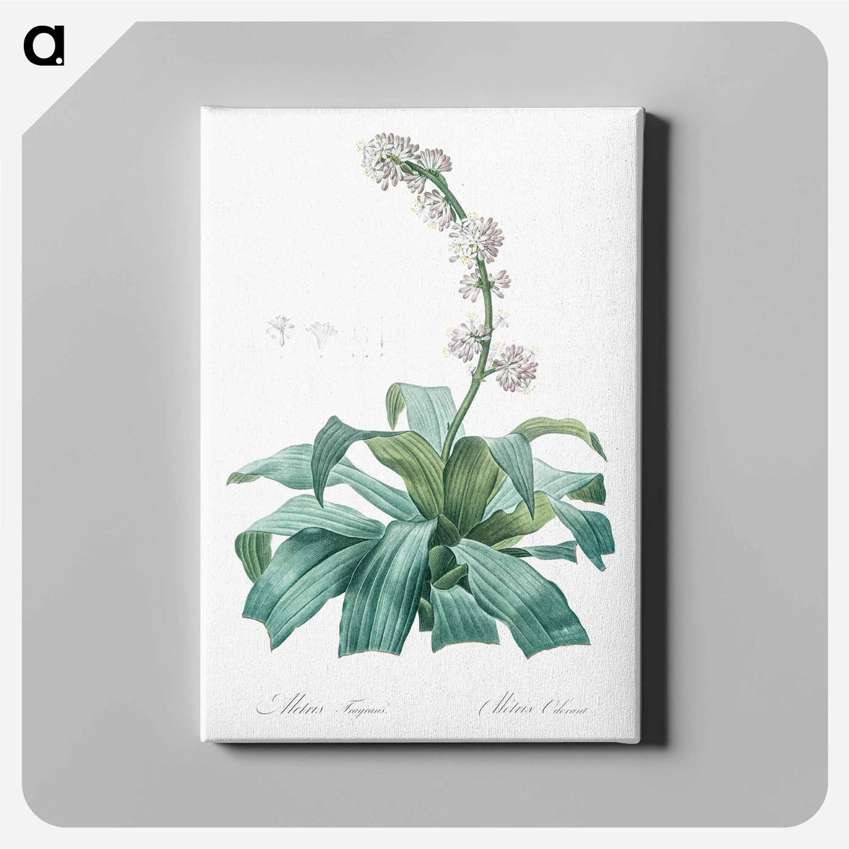 アートパネル-Aletris fragrans illustration - ピエール ジョゼフ ルドゥーテ Canvas.