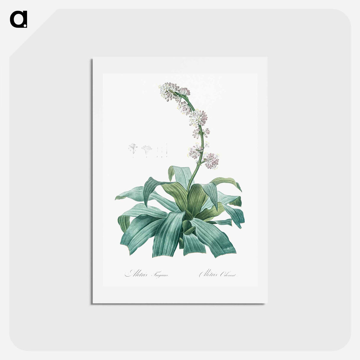 アートポストカード-Aletris fragrans illustration - ピエール ジョゼフ ルドゥーテ Postcard.