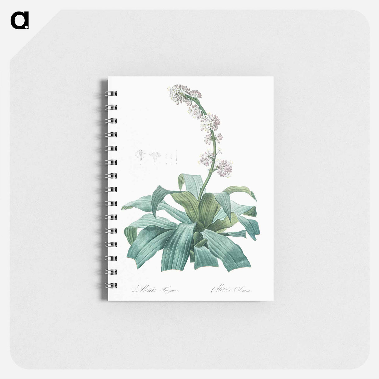 アートメモ帳-Aletris fragrans illustration - ピエール ジョゼフ ルドゥーテ Memo.