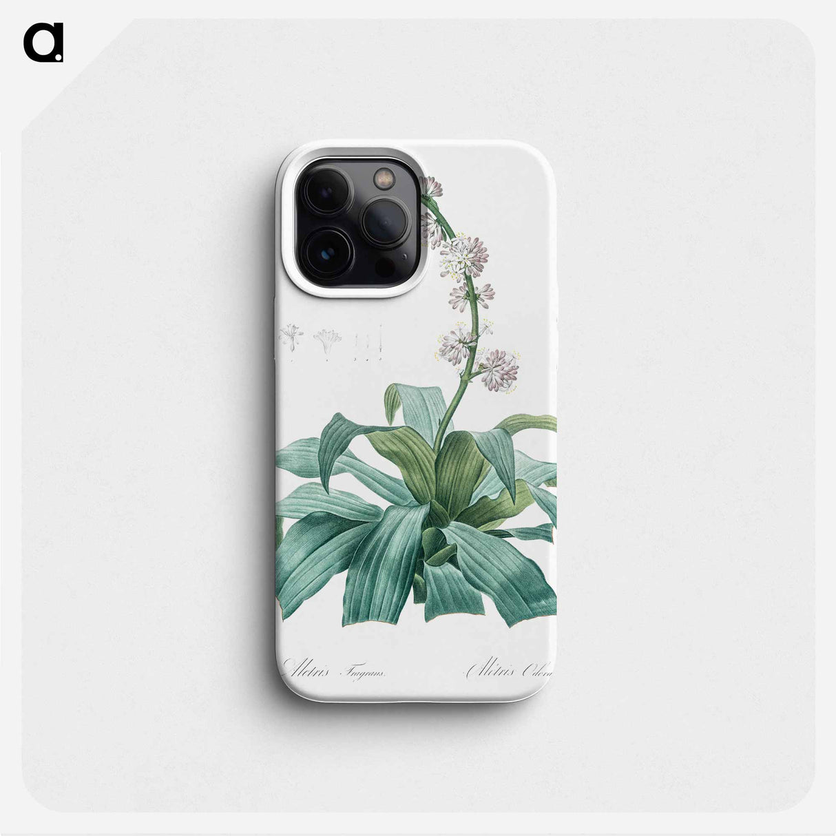 Aletris fragrans illustration - ピエール ジョゼフ ルドゥーテ Phone Case.
