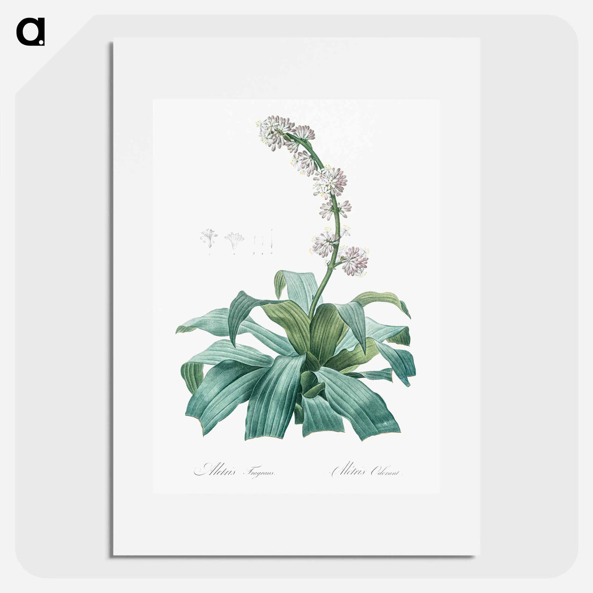 アートポスター-Aletris fragrans illustration - ピエール ジョゼフ ルドゥーテ Poster.