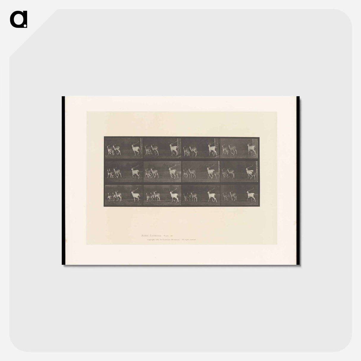 アートポストカード-Running Fallow Deer
- エドワード マイブリッジ Postcard.