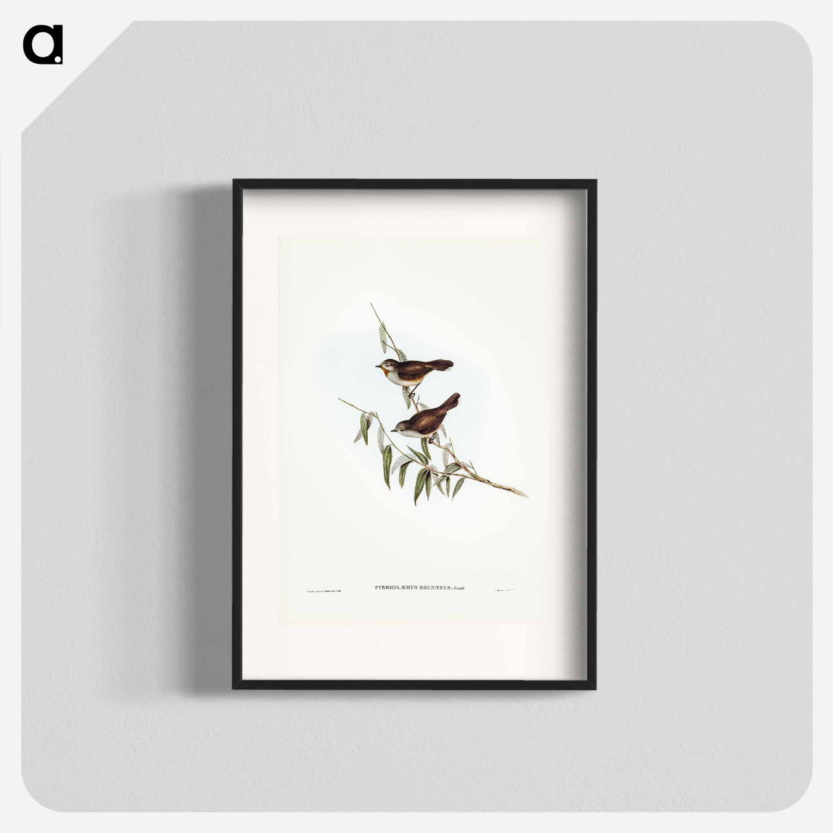 アートポスター-Brown Red-throat
- ジョン グールド Poster.