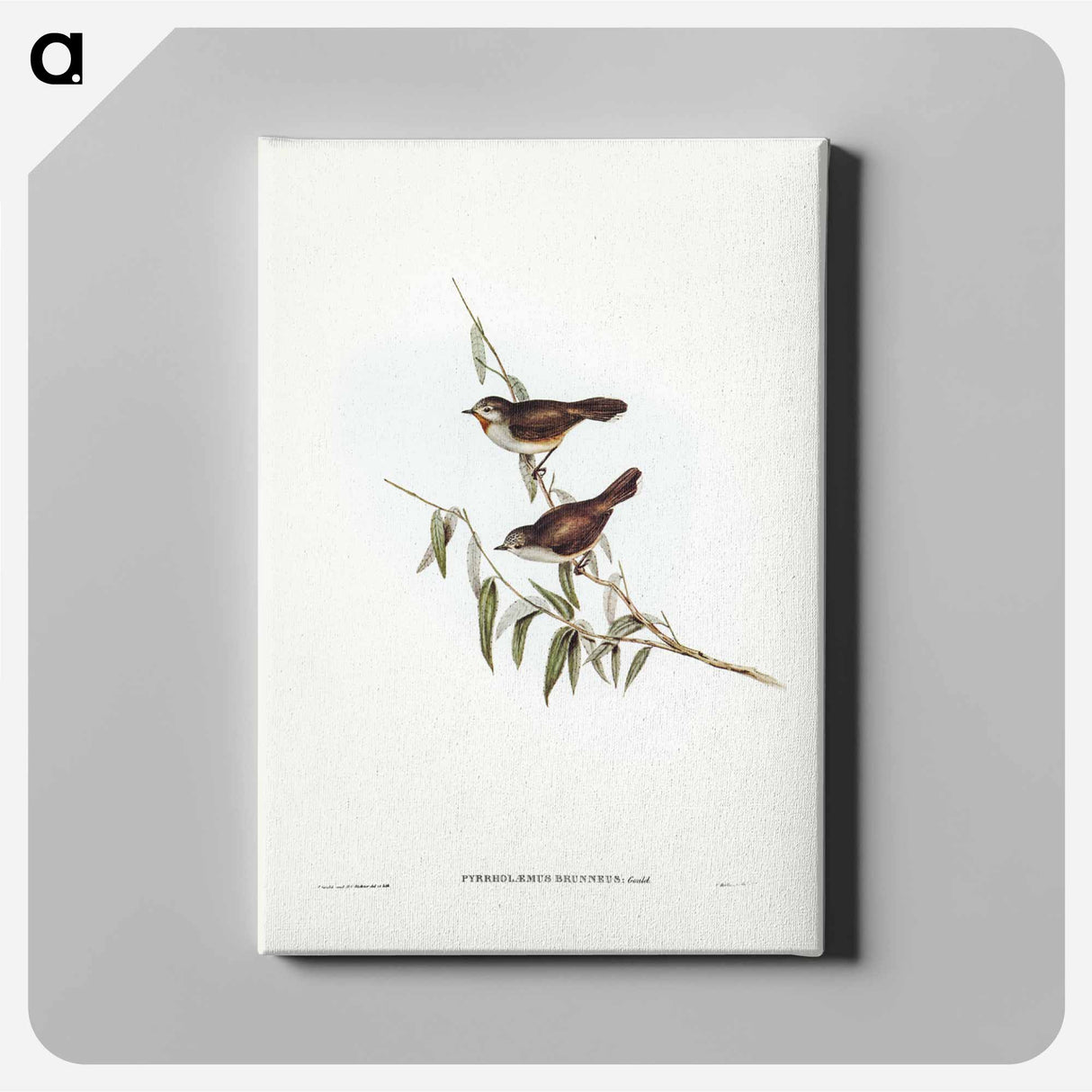 アートパネル-Brown Red-throat
- ジョン グールド Canvas.