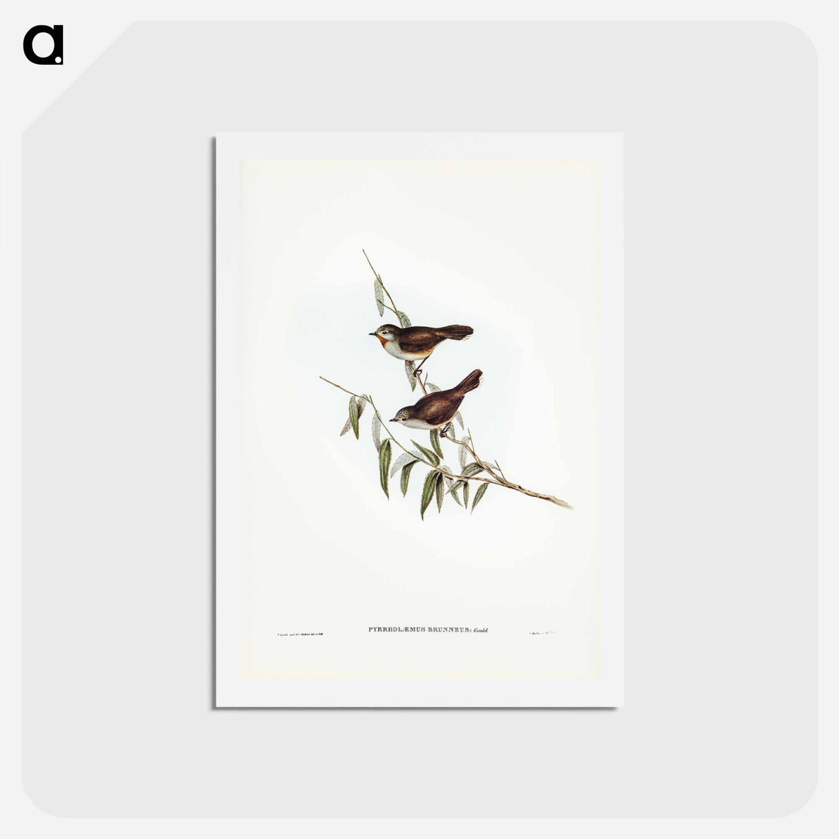 アートポストカード-Brown Red-throat
- ジョン グールド Postcard.