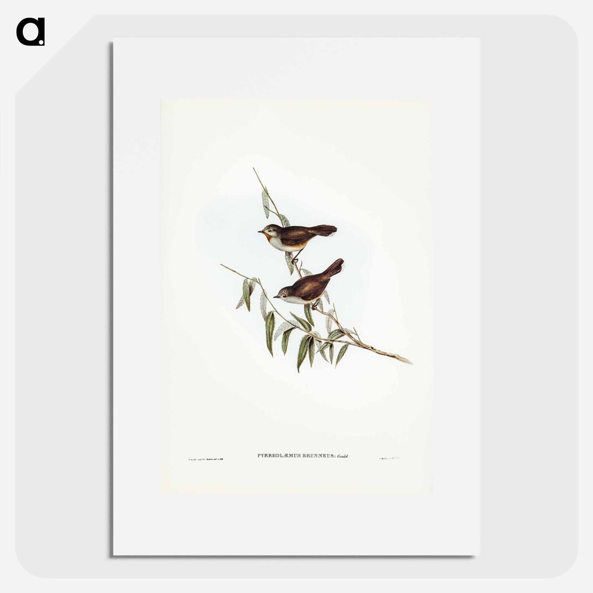 アートポスター-Brown Red-throat
- ジョン グールド Poster.