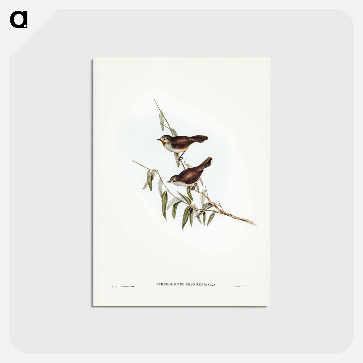 アートポストカード-Brown Red-throat
- ジョン グールド Postcard.